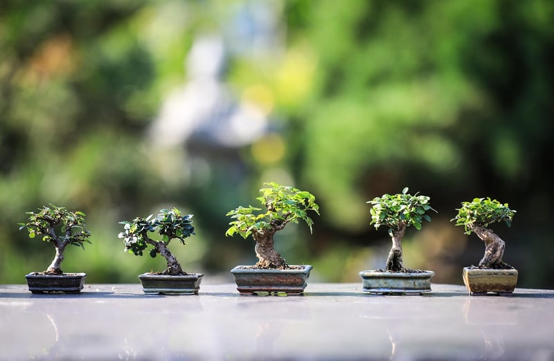 Miniature Fairy Garden